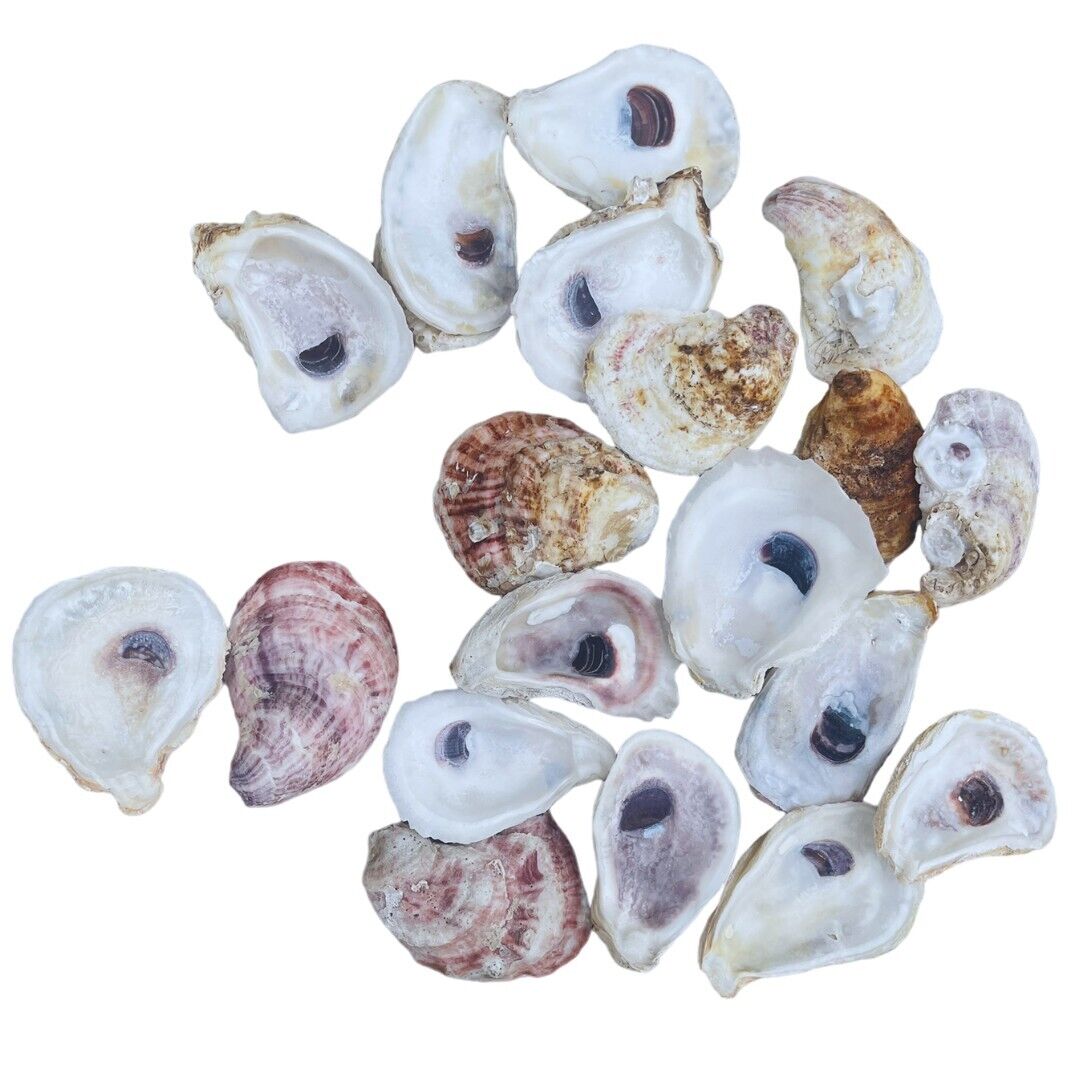 Carolina Oyster Shells Lot Of 50, Cleaned 2”-4+”, Great for crafts