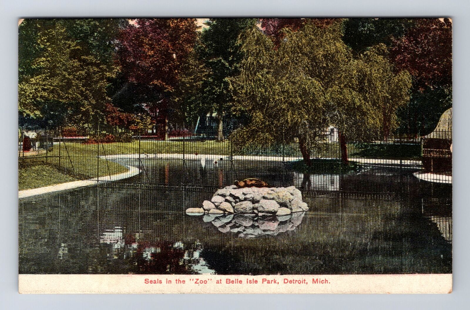 Detroit MI-Michigan, Seals In Zoo At Belle Isle Park, Antique, Vintage Postcard