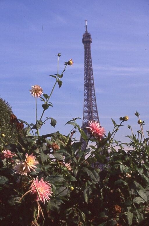 Vintage Original Eiffel Tower Wild Flowers Paris France 35mm Slide