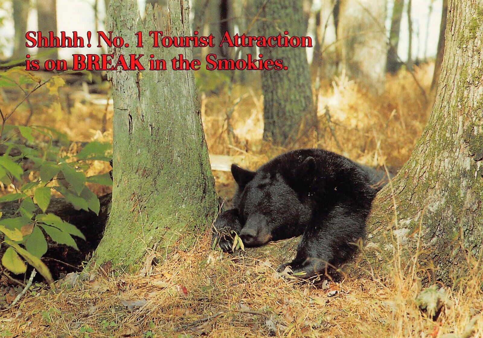 Vtg Postcard 6x4 Smokies Black Bear Sleeping Napping Siesta Break Time K9