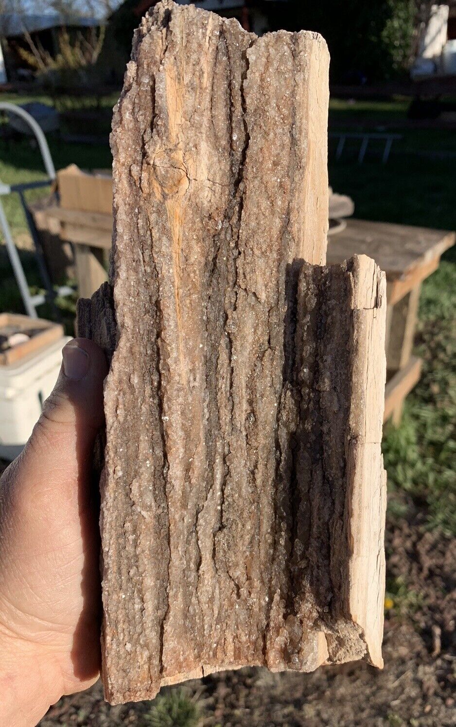 ☘️RR⛏️: Arizona Petrified Wood W/Smoky Quartz/Detailed Knot, 5.5 Lb