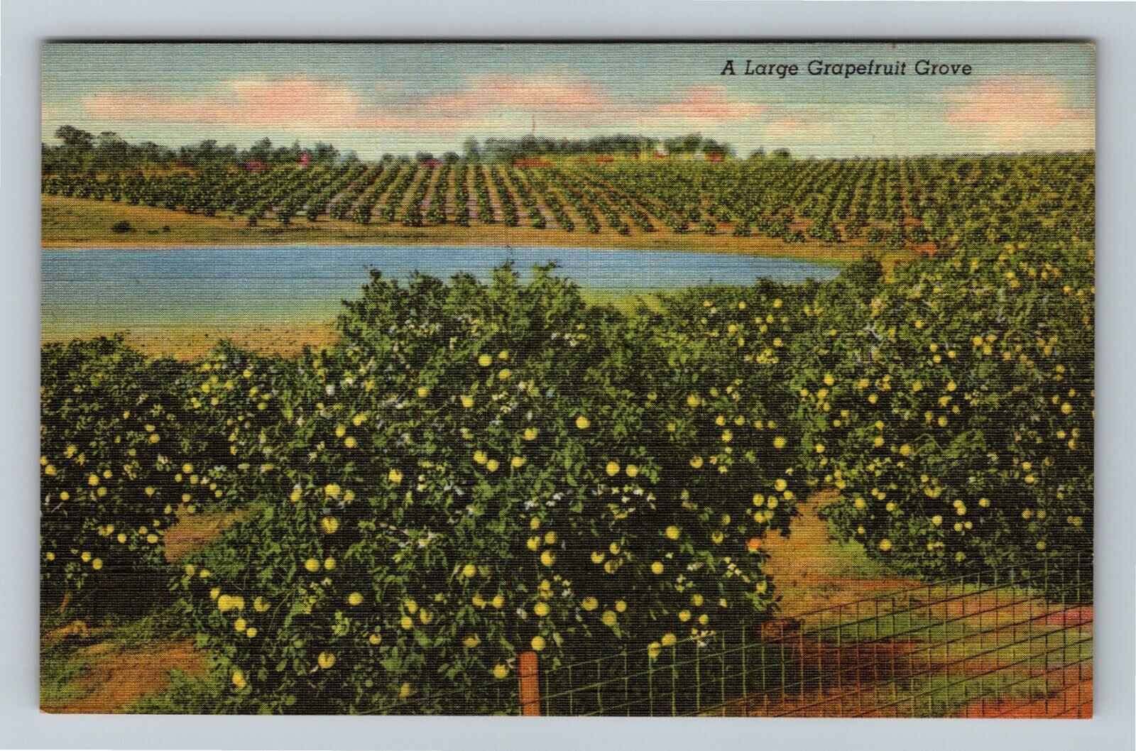 FL-Florida, Grapefruit Grove, Pond Vintage Souvenir Postcard