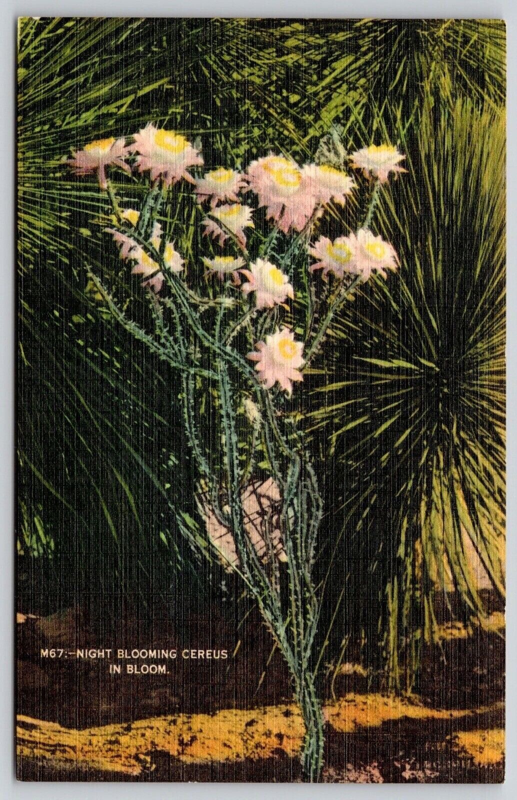 Night Blooming Cereus Flower Floral Linen Sandoval News El Paso Tucson Postcard