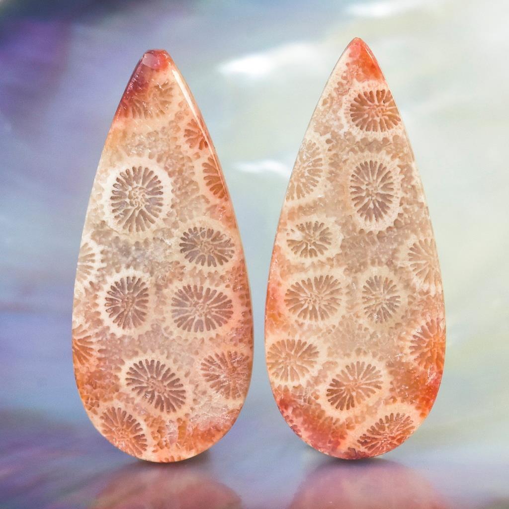 A-Grade Natural Agatized Fossil Coral Cabochon Pair for Earrings Indonesia 5.58g