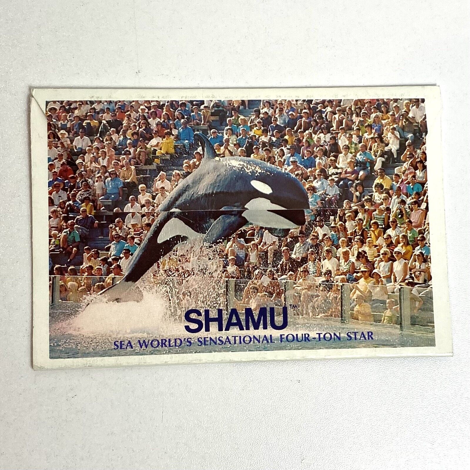 Vtg SHAMU Sea World Official Souvenir Photo Flyer Killer Whale Orlando Florida