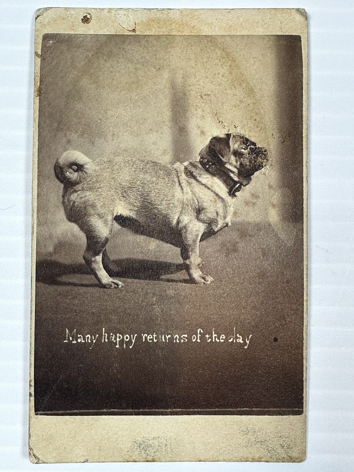 ANTIQUE CDV HARRY POINTER “THE BRIGHTON CATS” PHOTO ANIMAL DOG BRIGHTON 1877