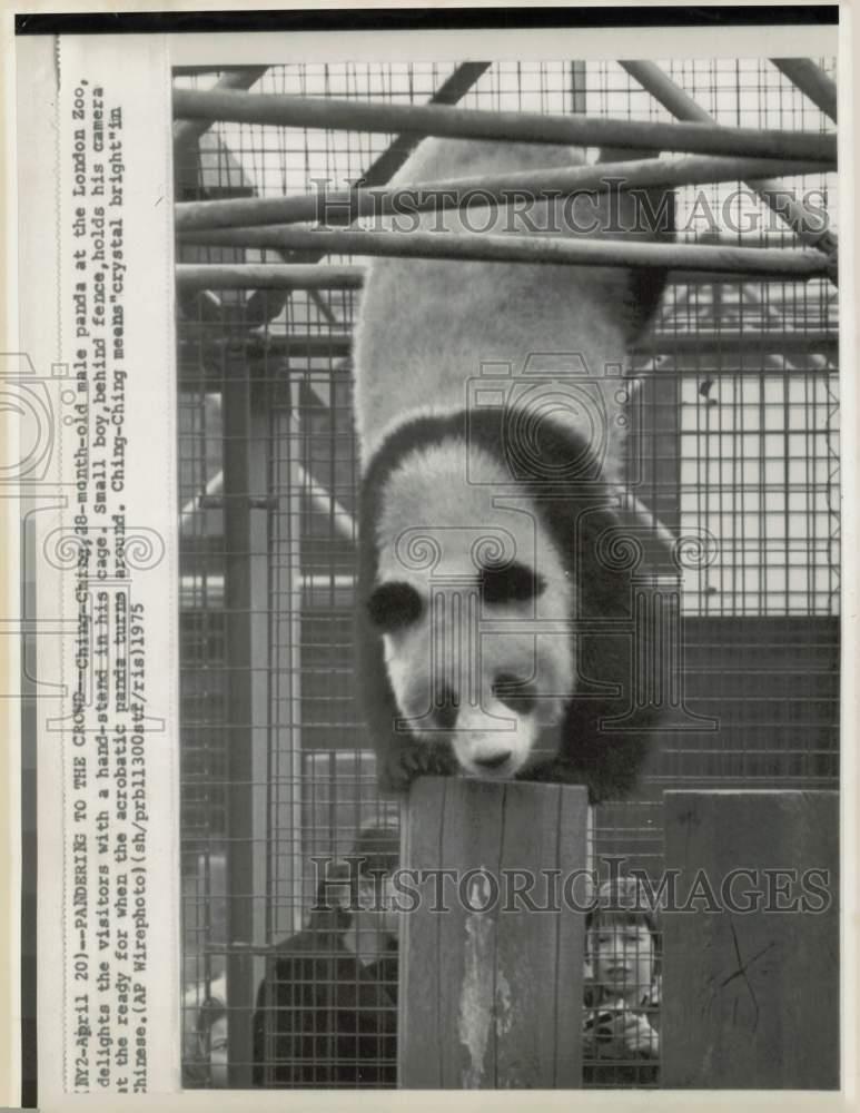 1975 Press Photo Panda Ching-Ching Does Handstand at London Zoo, England