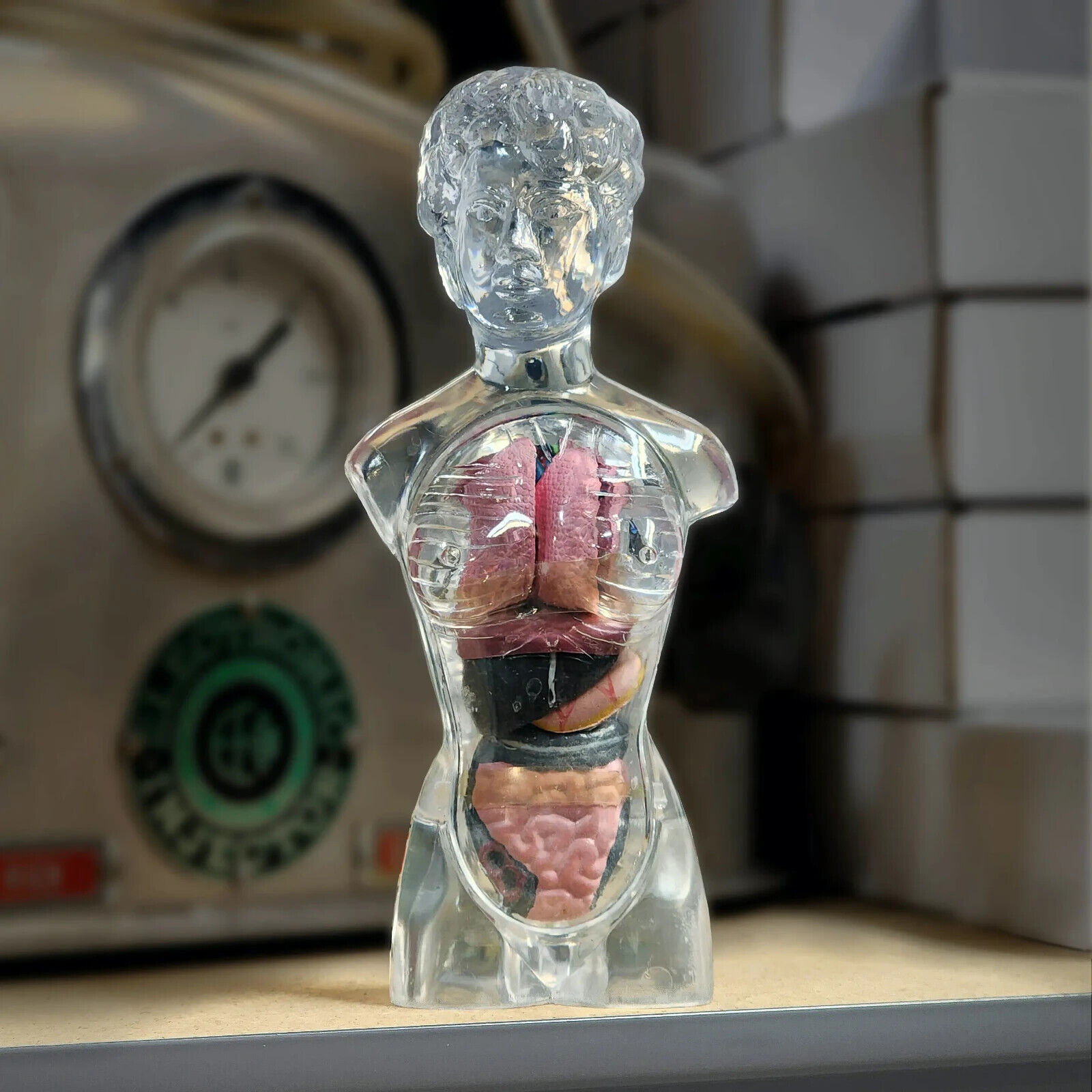 Translucent Female Torso, Human Anatomy Medical Model, Oddities, Curiosities