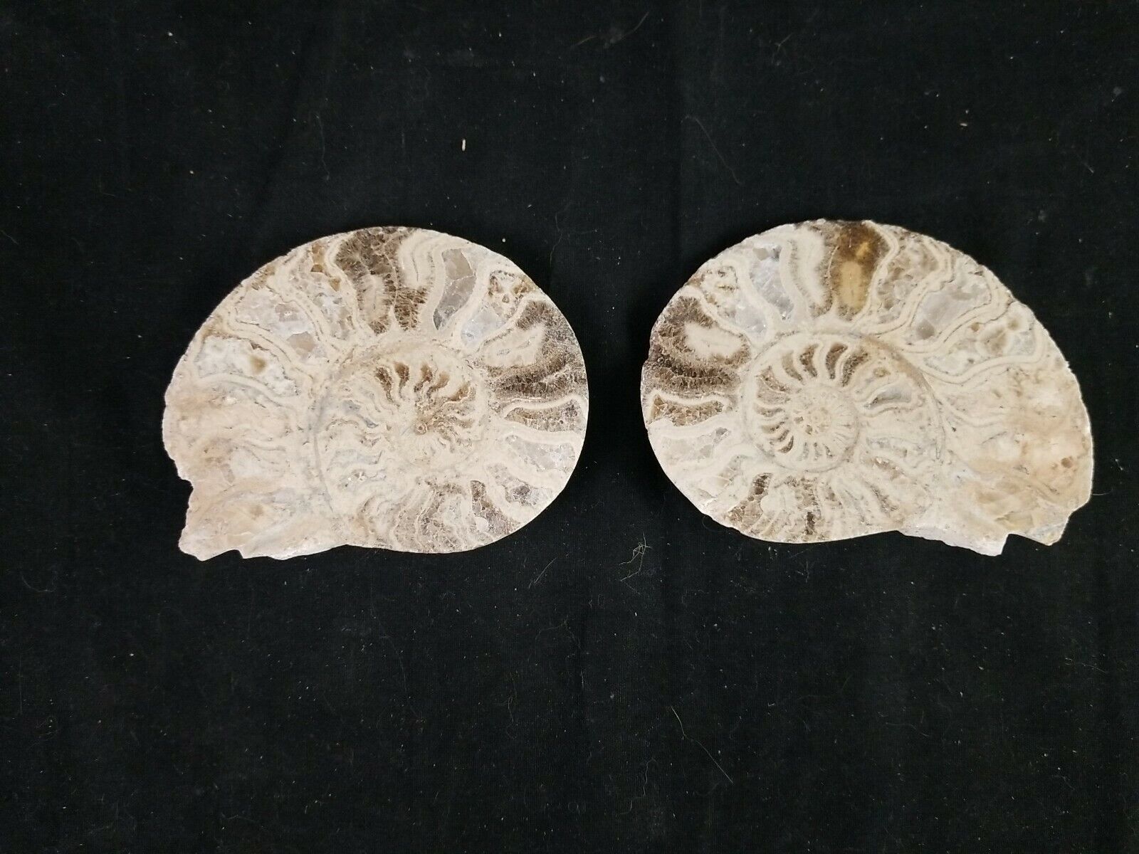  Cut Split PAIR Ammonite Deep Crystal Fossil  