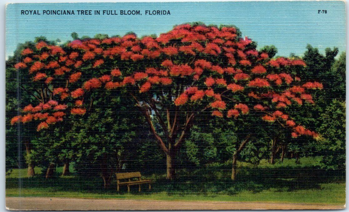 Postcard - Royal Poinciana Tree In Full Bloom - Florida