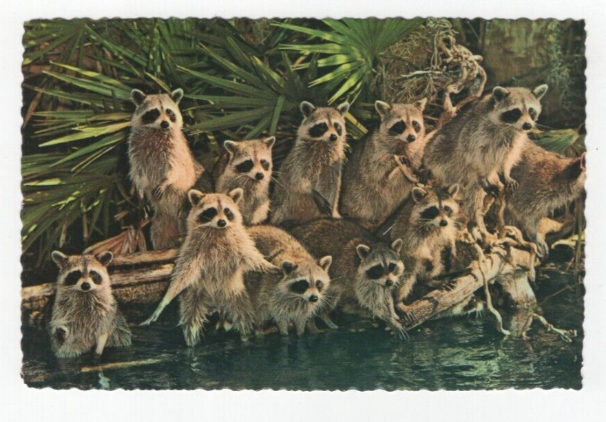 Florida\'s Silver Springs - Jungle Cruise Visits a Group of Raccoons VTG Postcard