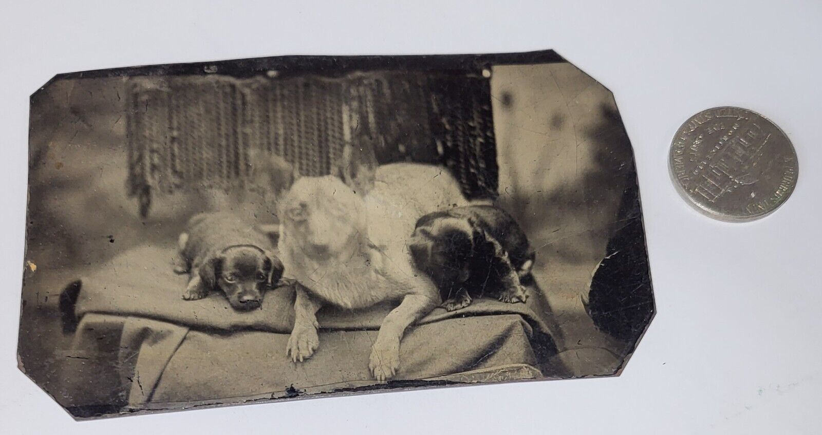ANTIQUE TINTYPE DOG PUPPIES GHOST DOG