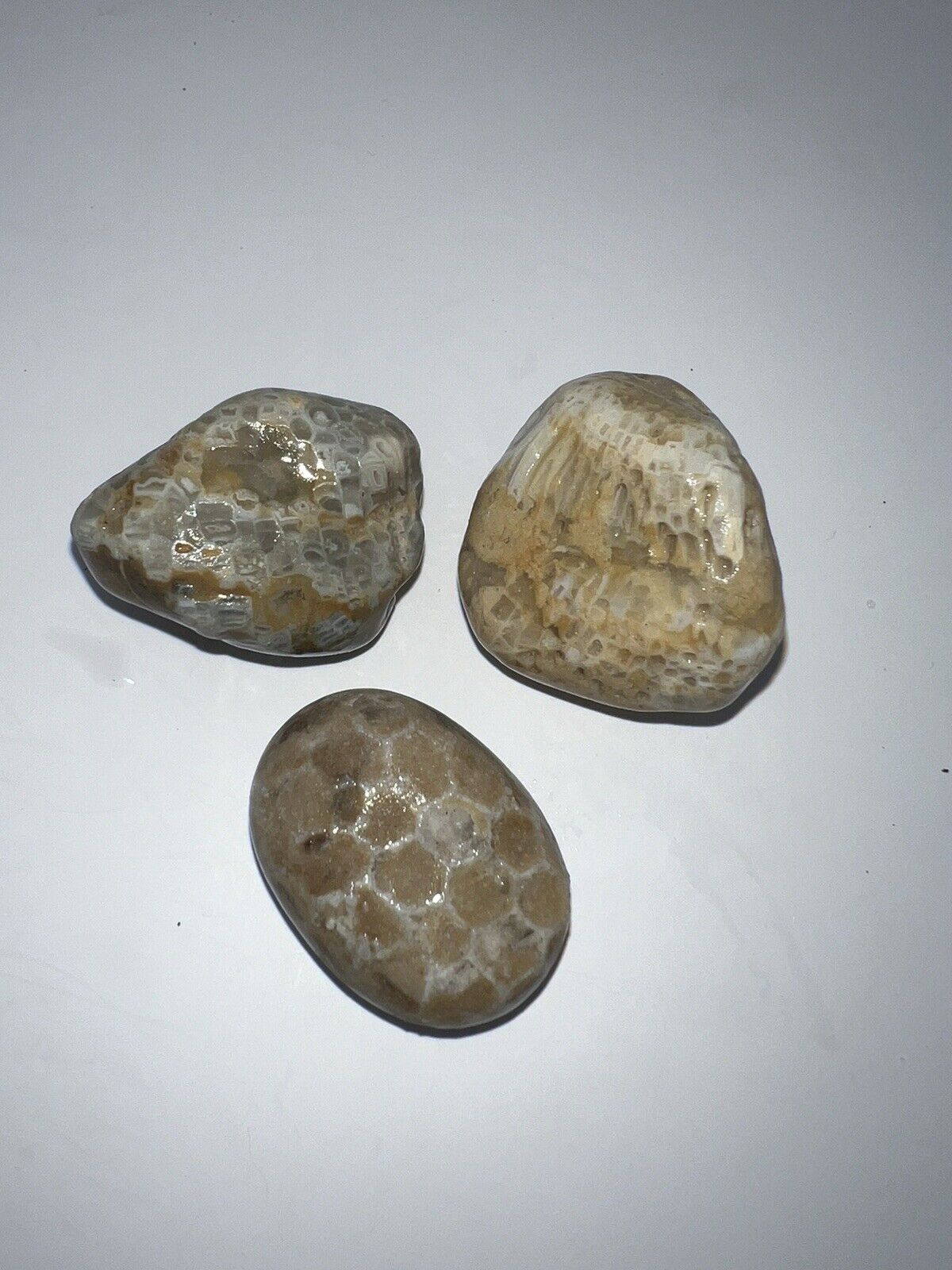 Charlevoix Honeycomb Fossil Lot Of 4 And 2.96 Oz - S51