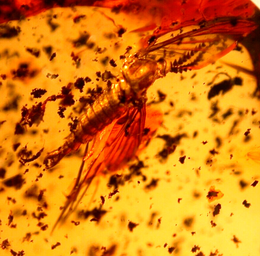 Very RARE Male Wood Gnat with Bark Beetles in Dominican Amber Fossil Gemstone