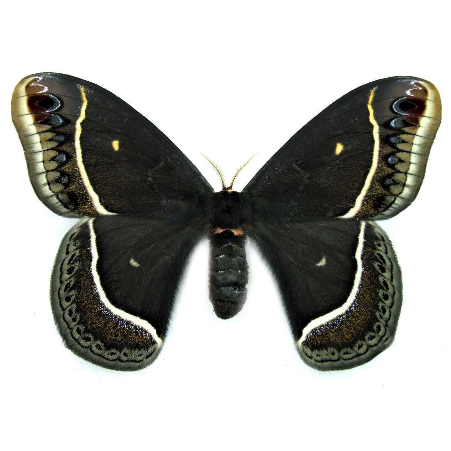 Eupackardia calleta female black saturn moth Arizona USA UNMOUNTED/WINGS CLOSED