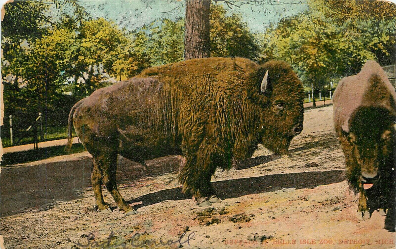 1907 Buffalo, Belle Isle Zoo, Detroit, Michigan Postcard