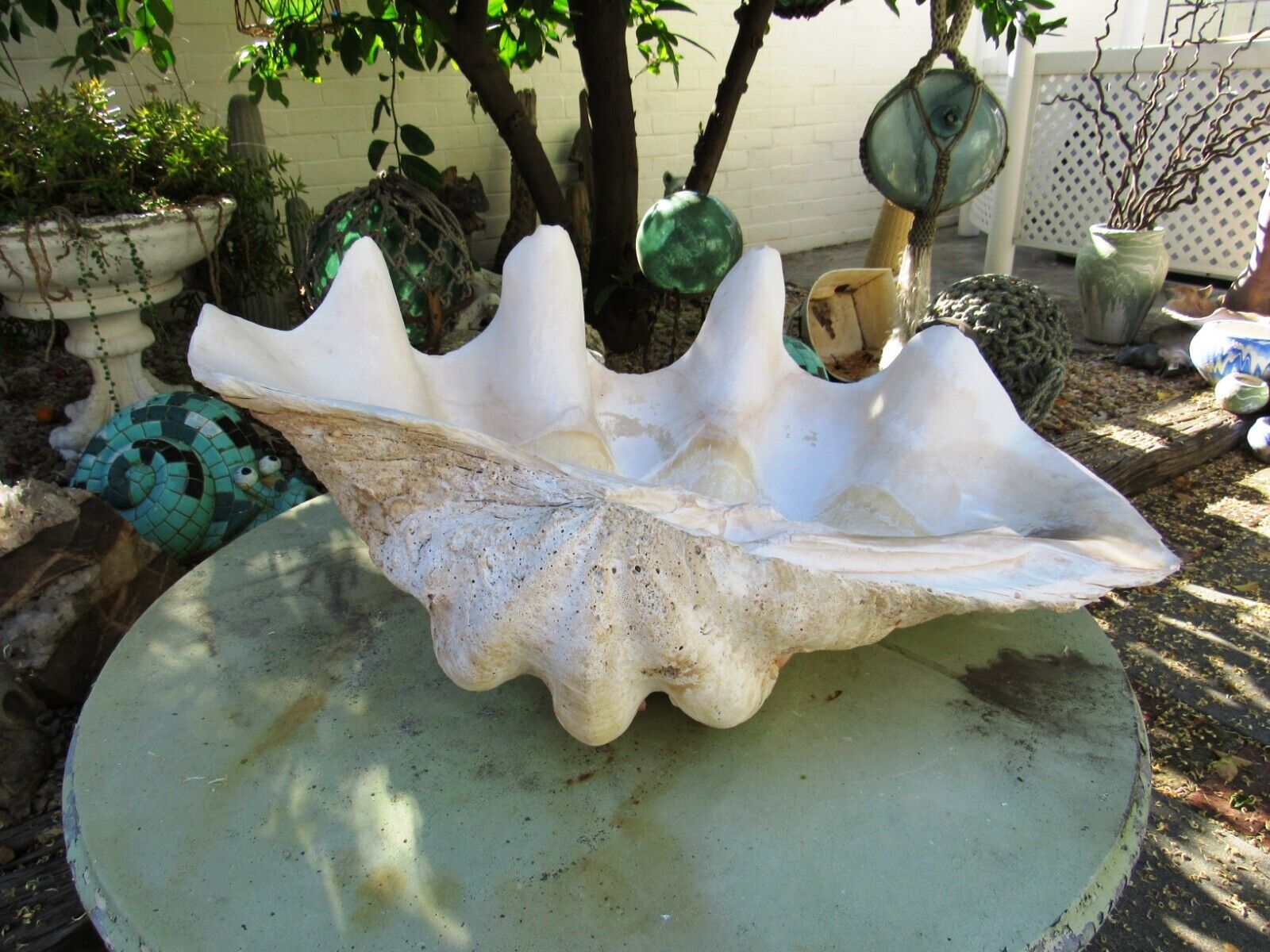Giant clam shell tridacna gigas 24 1/2\