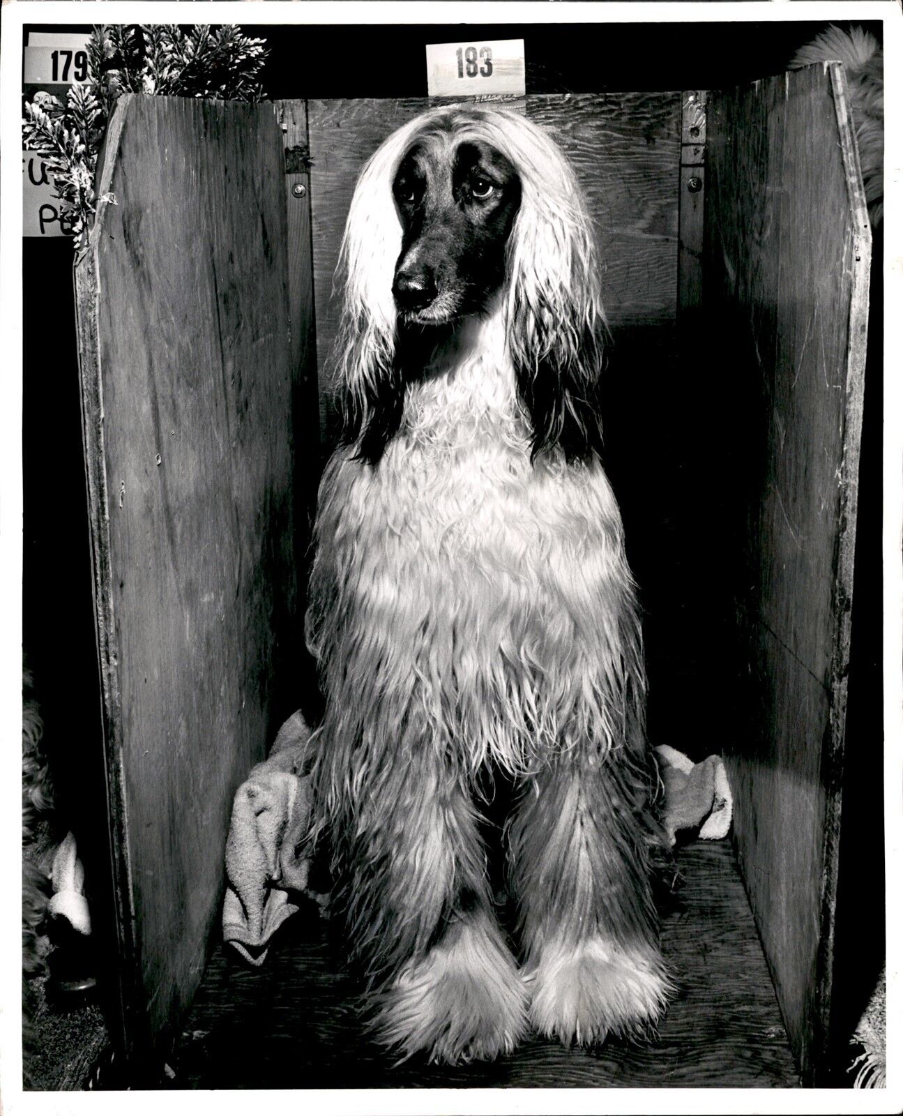 LD307 1965 Original Photo CHAMPION AFGHAN HOUND SEATTLE KENNEL CLUB DOG SHOW