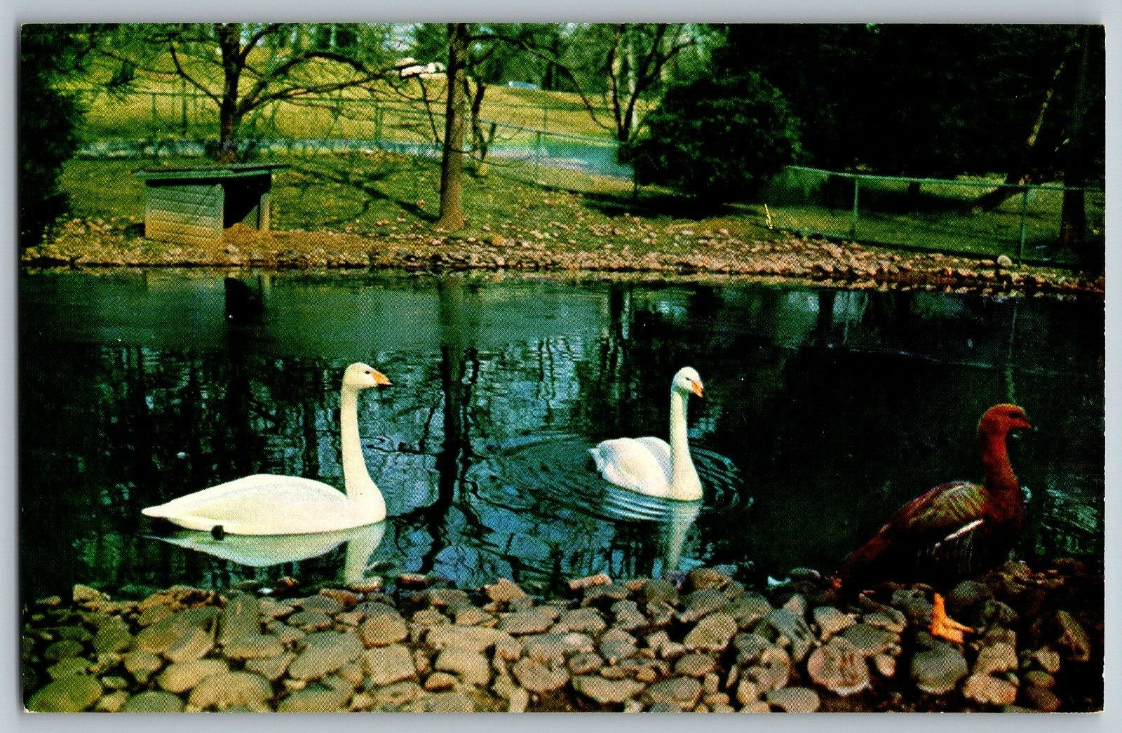 Washington, D.C - Whooper Swans, National Zoological Park - Vintage Postcard