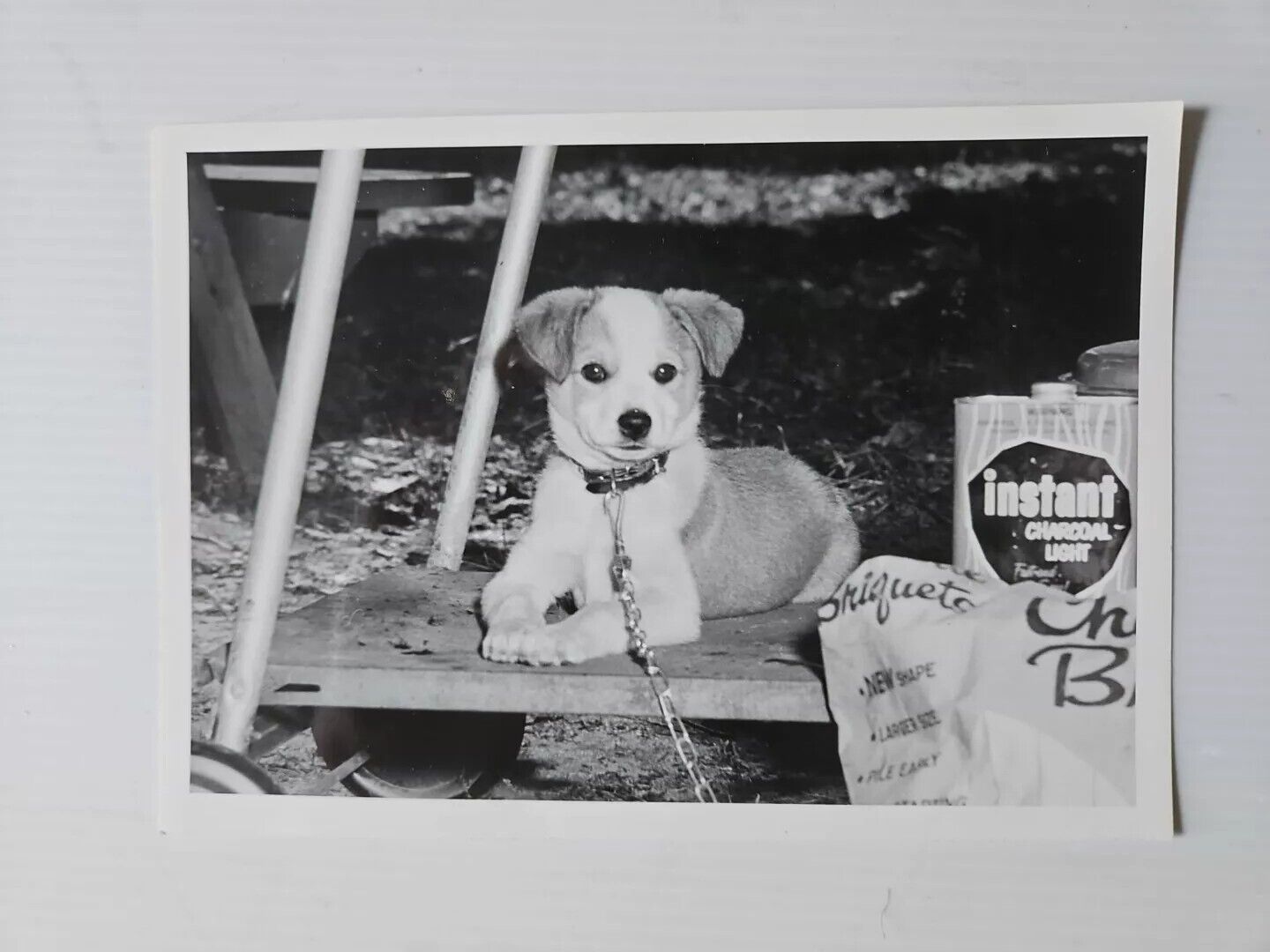 Lot of 3 4x6 Vinage Photos Cute Dog New York Telephone Company Picnic