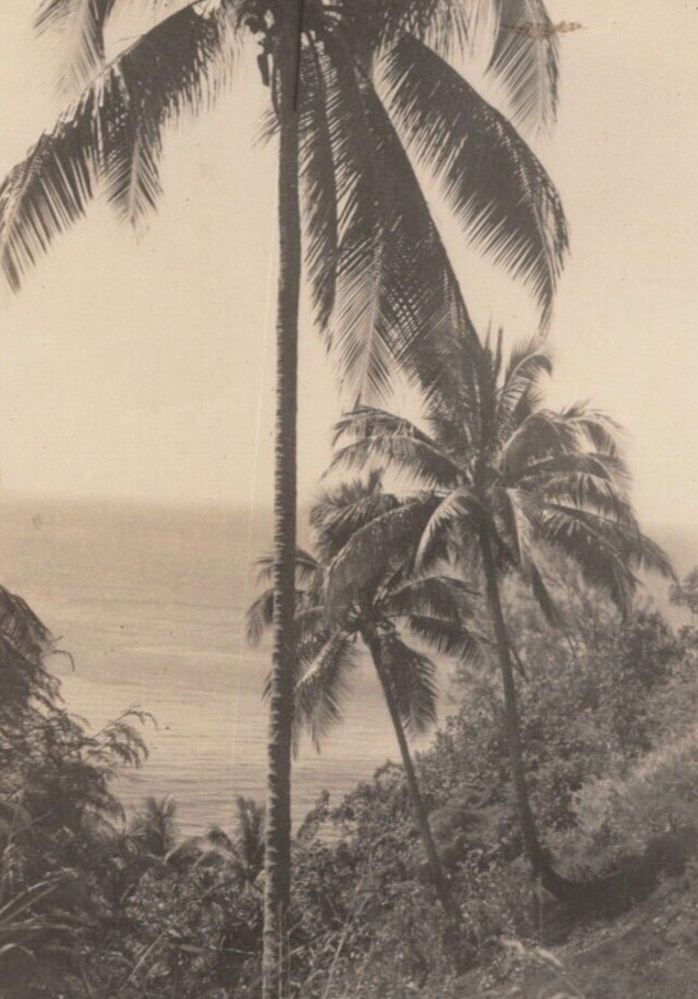 5B Photograph Picturesque Artistic Palm Trees Ocean View 1940\'s 
