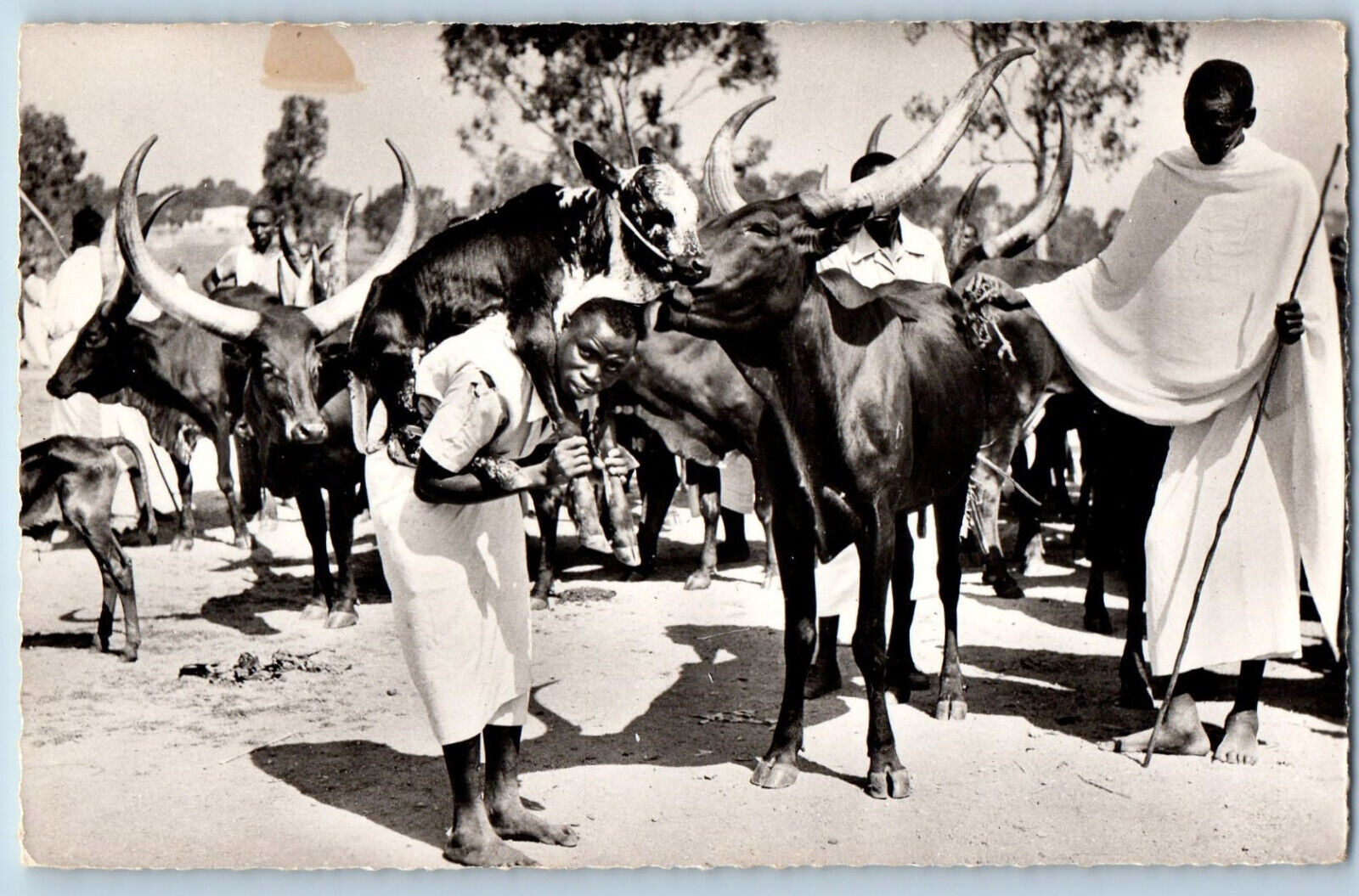 Belgian Congo Postcard Scene of Pastoral Life c1940's Vintage RPPC Photo