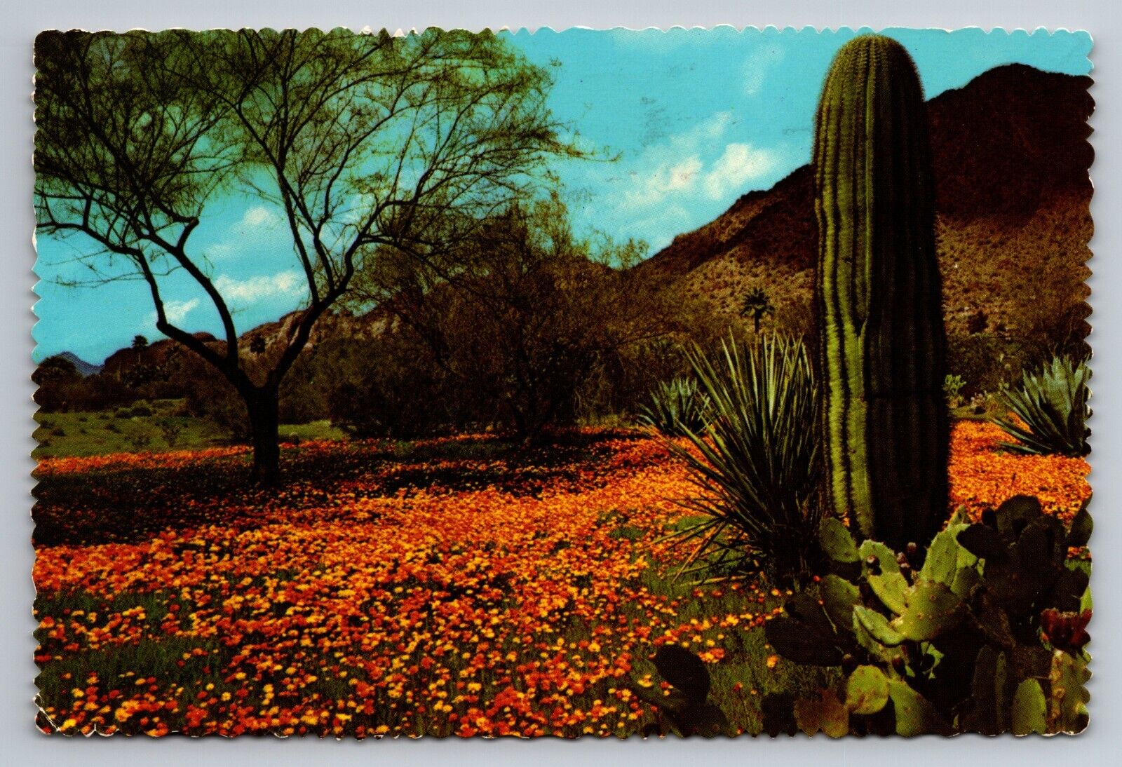 Saguaro And Prickly Pear Cacti Vintage Posted 1975 Arizona Postcard