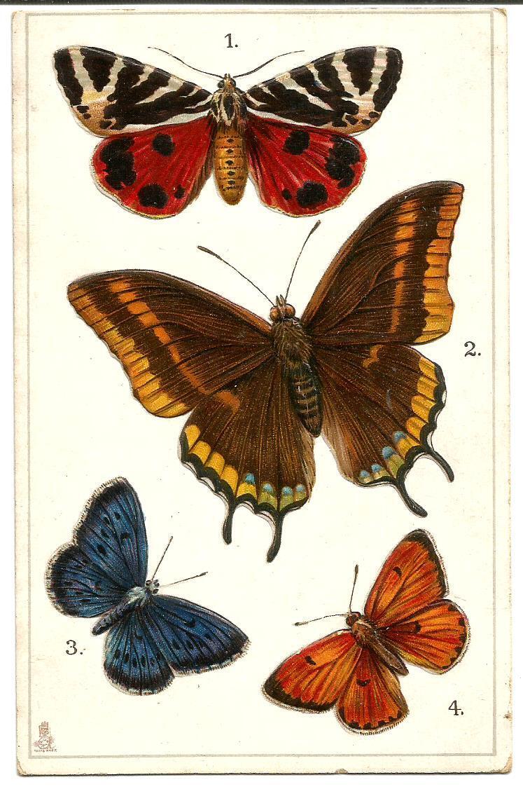 Rare CPA Embossed Butterflies.