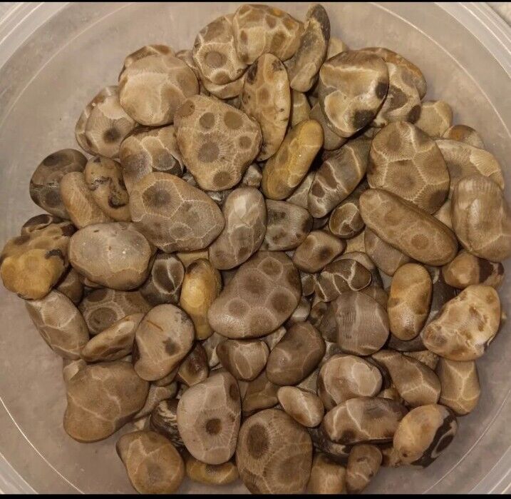 Michigan Petoskey Stones 7oz Bag Of Small Unpolished Crafting Or Jewelry Rocks