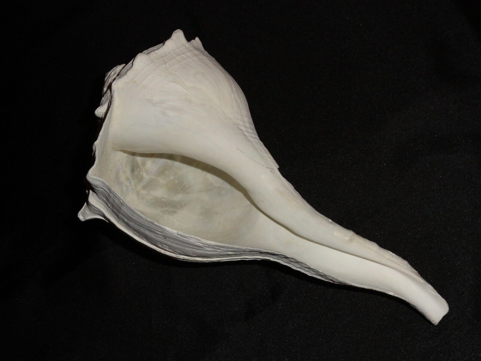 Large Vintage LIGHTNING WHELK Seashell NATURAL BLEACHED ANTIQUE 9.5 inches long