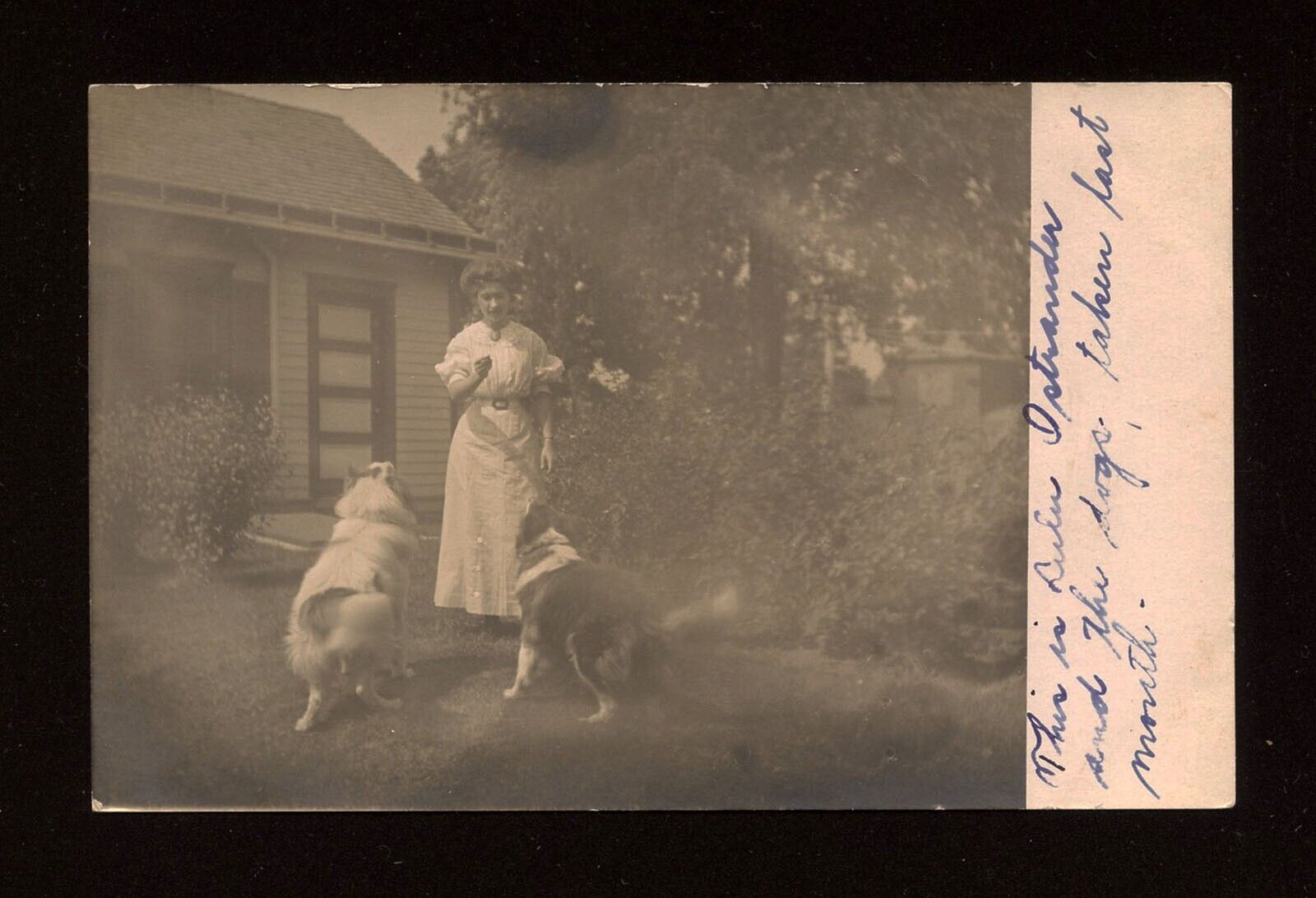 Antique RPPC Real Photo Postcard Woman Feeding Dogs In Yard  LuLu Ostrander 1904