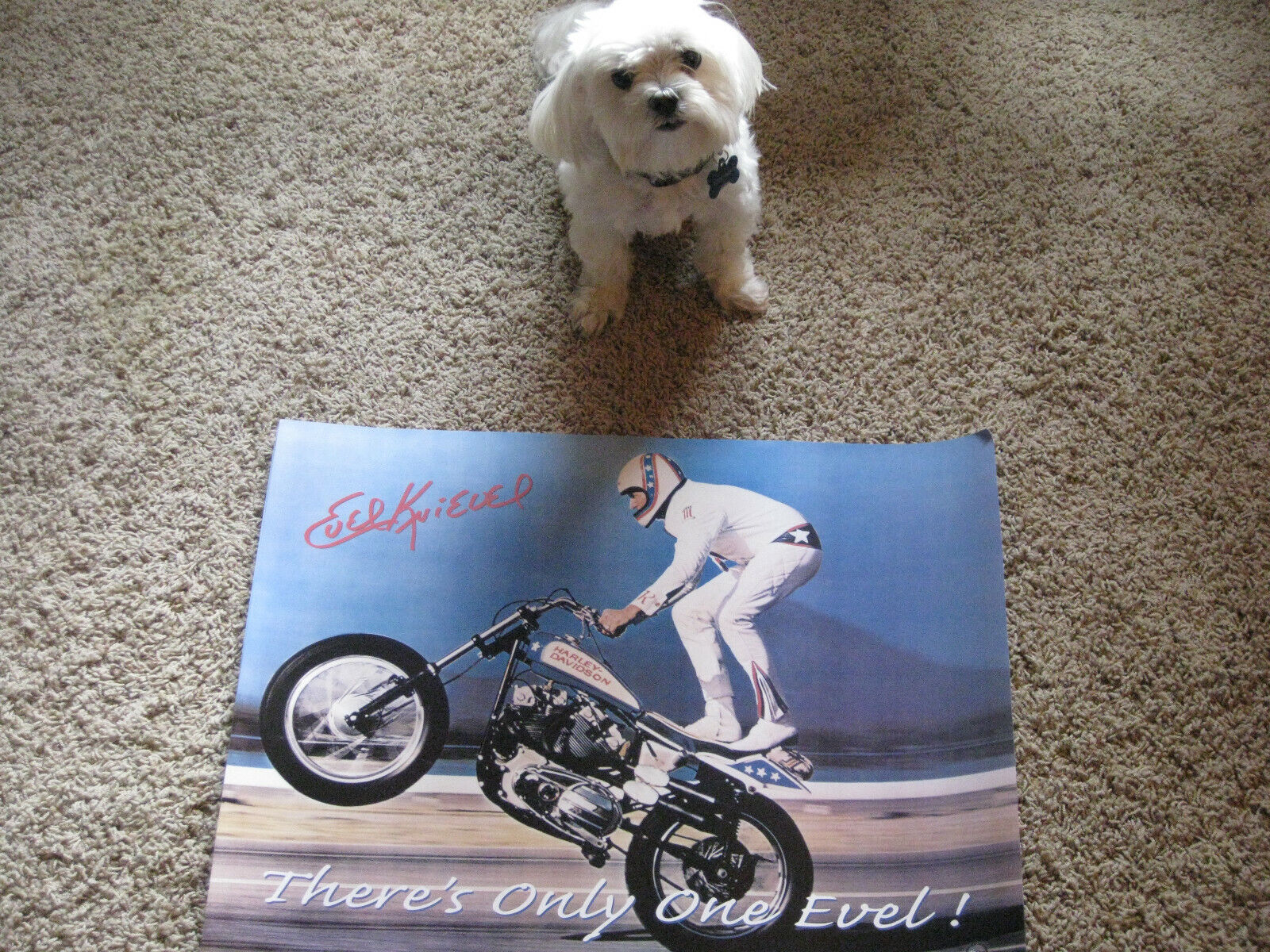 EVEL KNIEVEL STAND UP WHEELIE POSTER 18X24 COLOR- THERE IS ONLY ONE EVEL