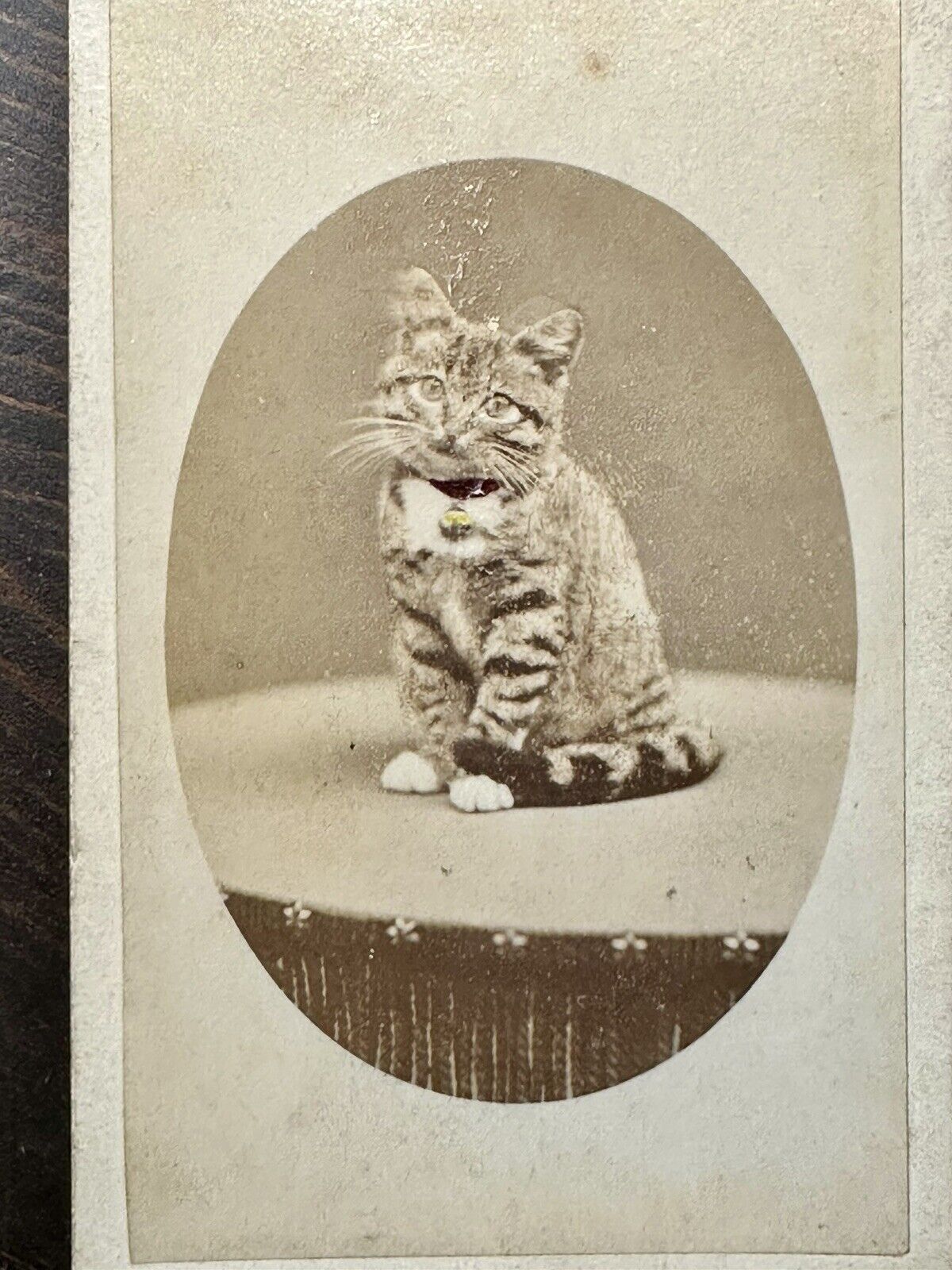 Antique Photo Cute Kitten Tinted Gold Bell - Royal Photographer 1800s CDV Photo