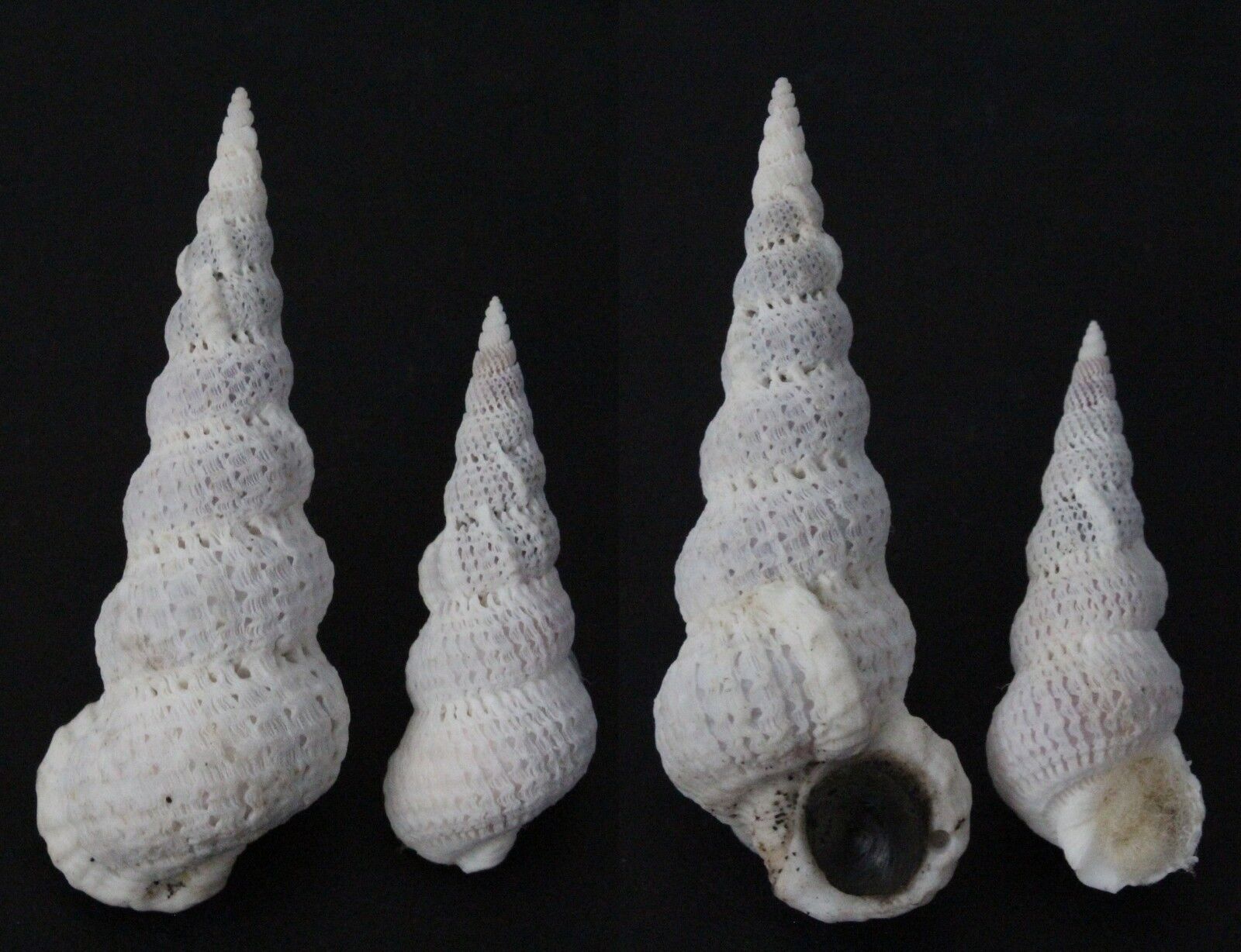Seashells Epitonium varicosa WENTLETRAPS 36 & 51.5 mm F+++/GEM marine specimen  