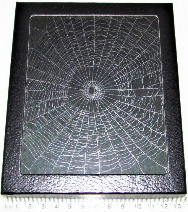 Orb weaver spider web framed preserved USA W16