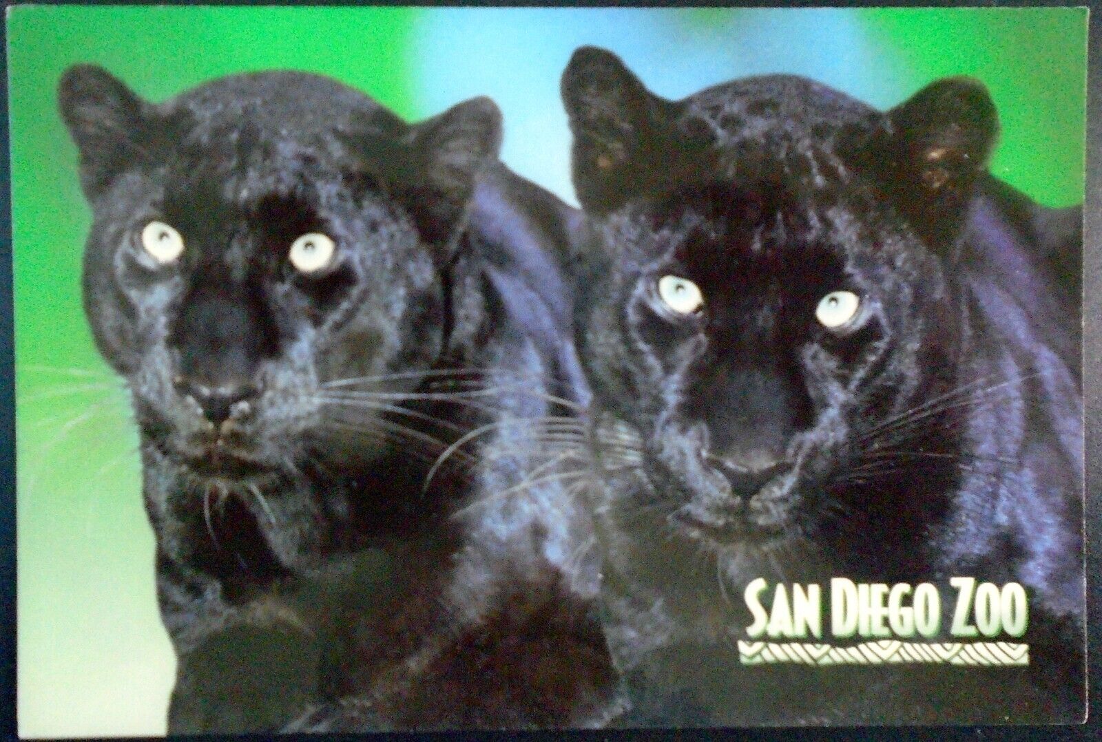 Pair of Majestic Black Jaguars, San Diego Zoo, Balboa Park, San Diego, CA