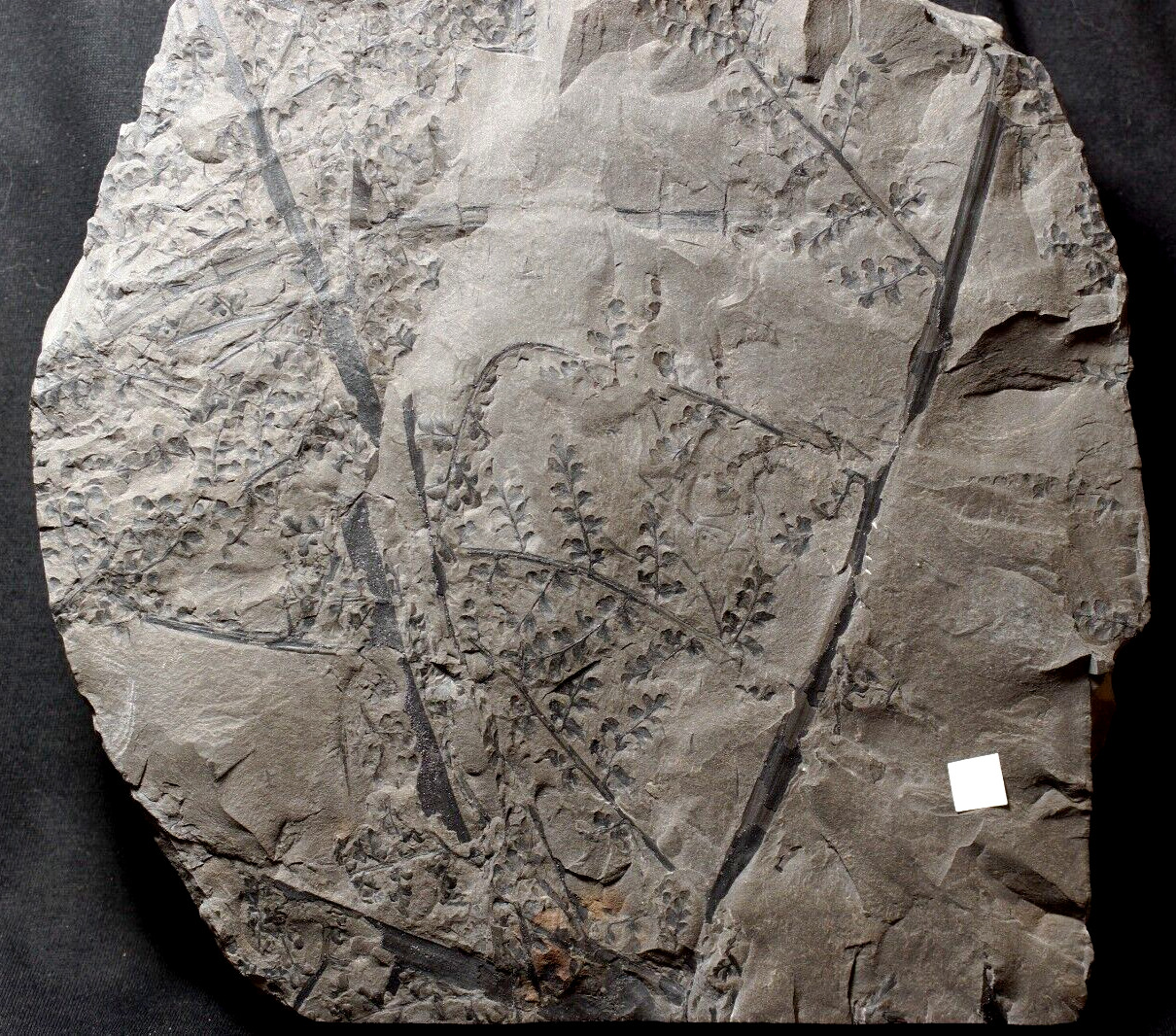 Museum quaity huge Carboniferous plant fossil seed fern Eusphenopteris sauveuri