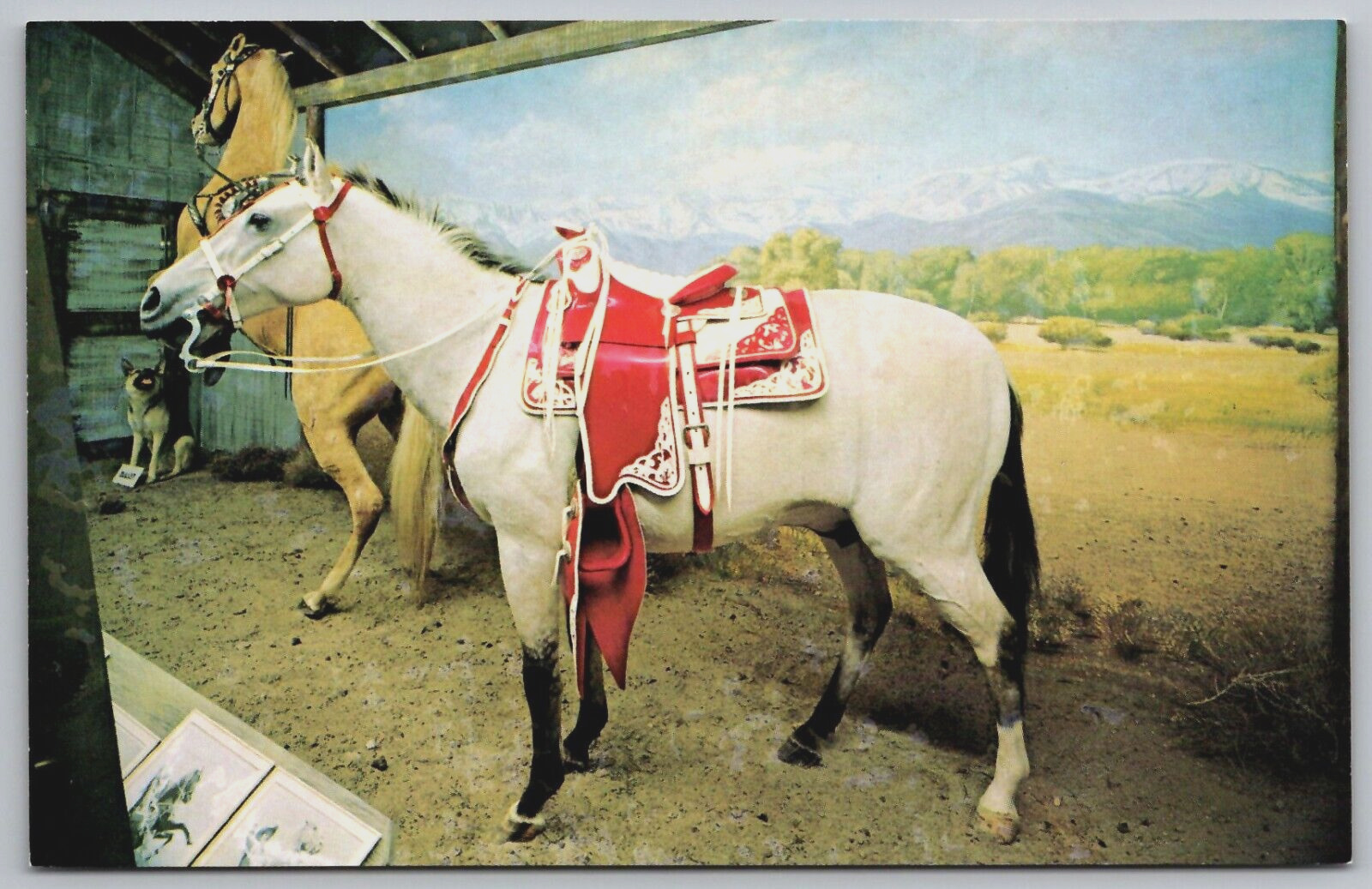 Vintage Postcard - Dale Evans Horse Buttermilk - Victorville CA