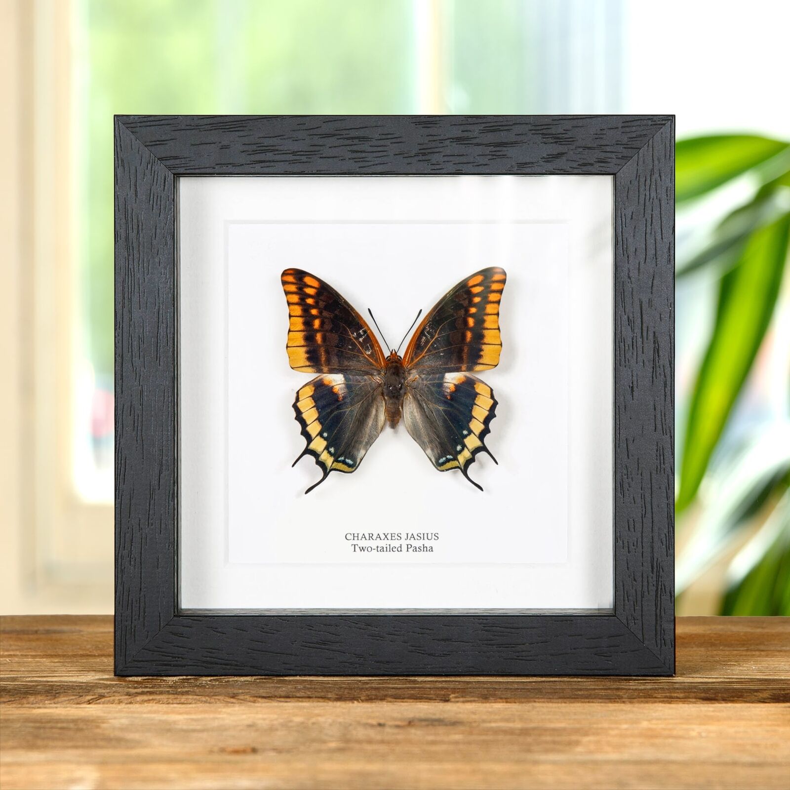 Two-tailed Pasha Butterfly in Box Frame (Charaxes jasius)