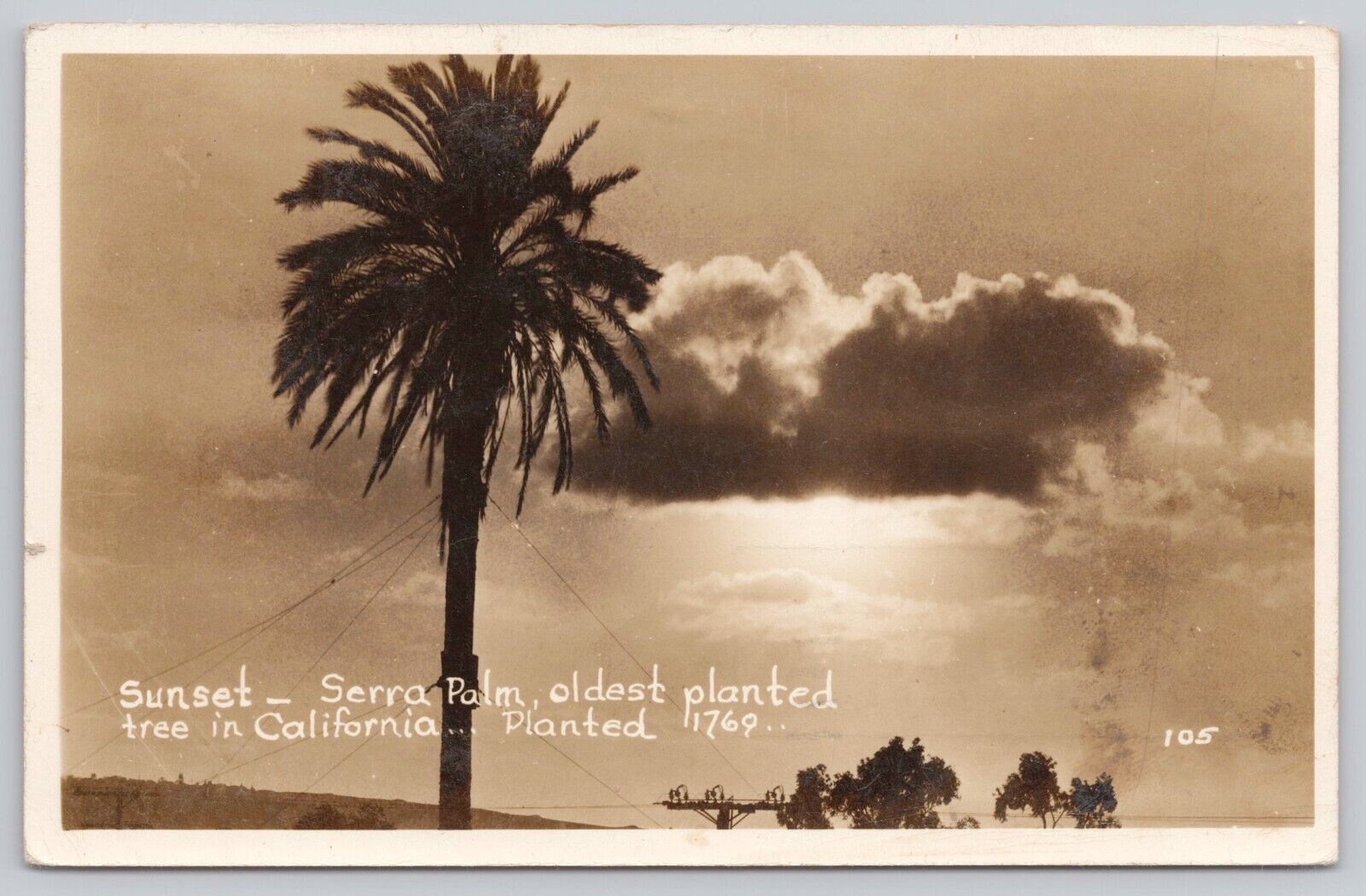 San Diego California, Serra Oldest Palm Sunset, Vintage RPPC Real Photo Postcard