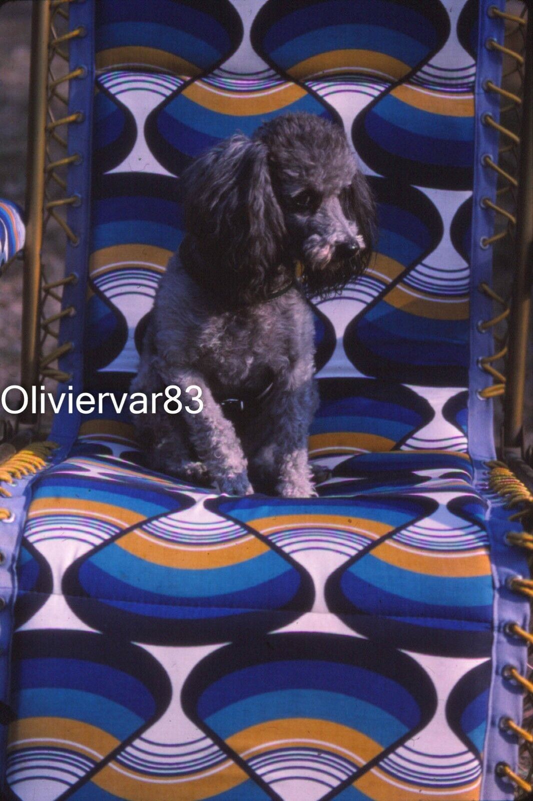 6 Vintage photo slides  - Grey poodle dog on camping chair