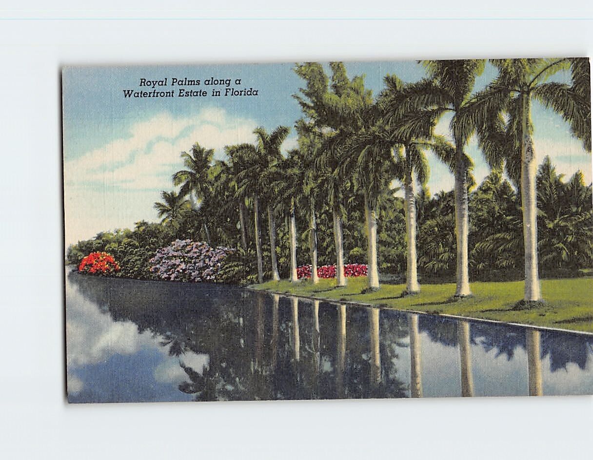 Postcard Royal Palms Along a Waterfront Estate in Florida USA