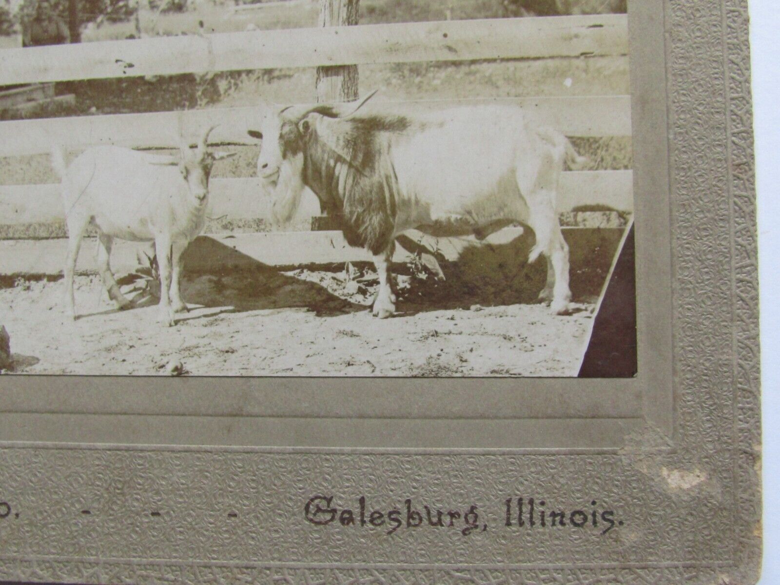 1900\'S CABINET PHOTO CARD BLUE\'S STUDIO GALESBURG IL 2 GOATS