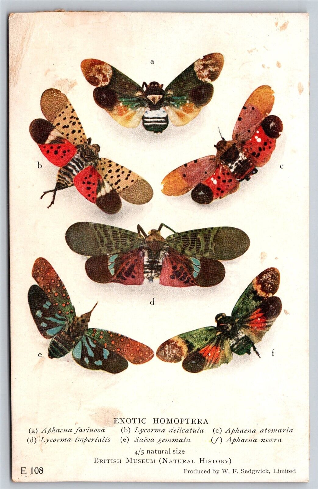 Postcard Exotic Homoptera Butterflies British Museum Sedgwick C35