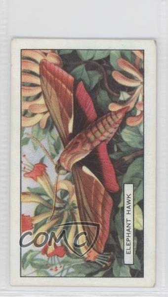 1938 Gallaher Butterflies and Moths Tobacco Elephant Hawk #42 a8x
