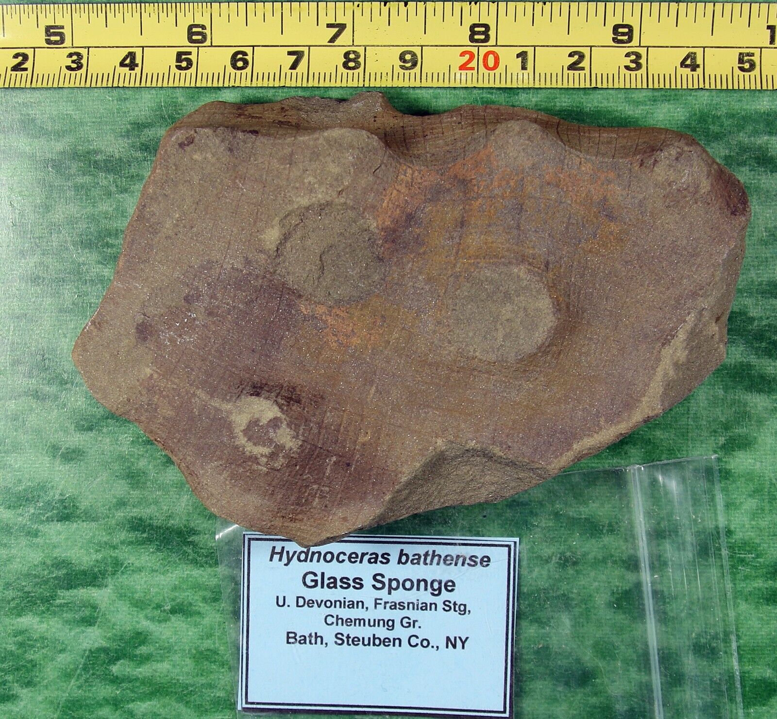Hydnoceras bathense – Rare – Glass Sponge- Science Olympiad