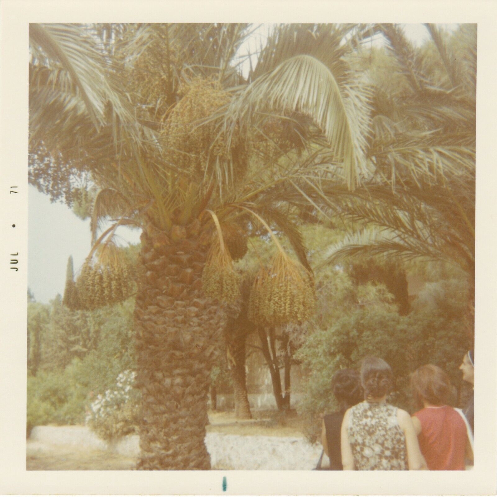 Vintage 1971 Found Photo - Women Walk Below Greek Mediterranean Date Palm Trees