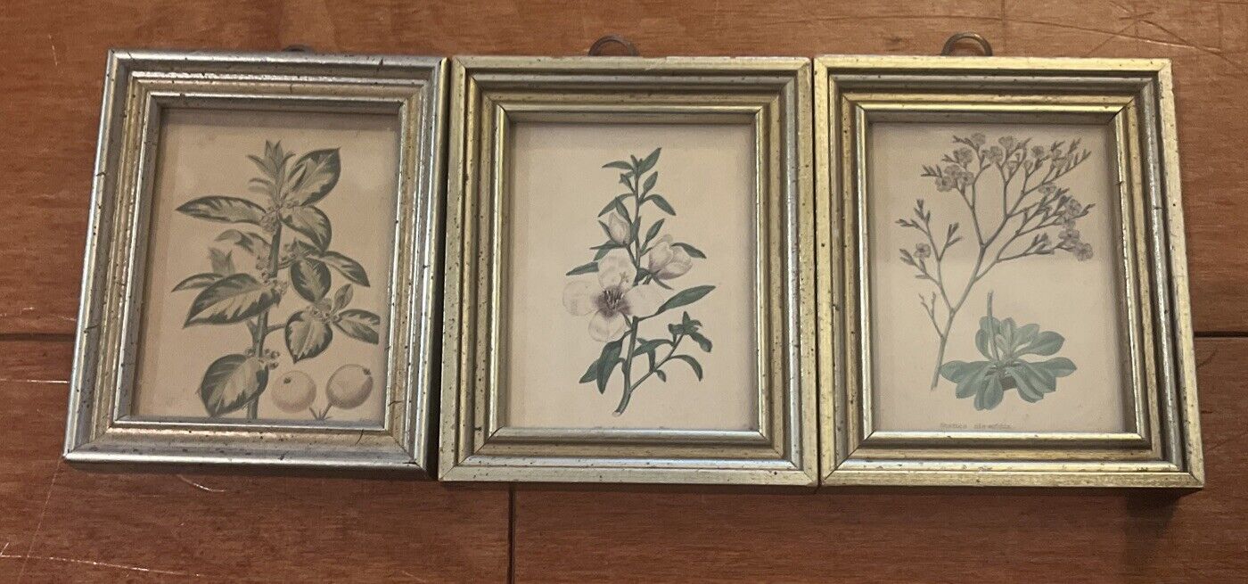 3 Small Vintage Framed Botanical Engravings 3.5”x4”