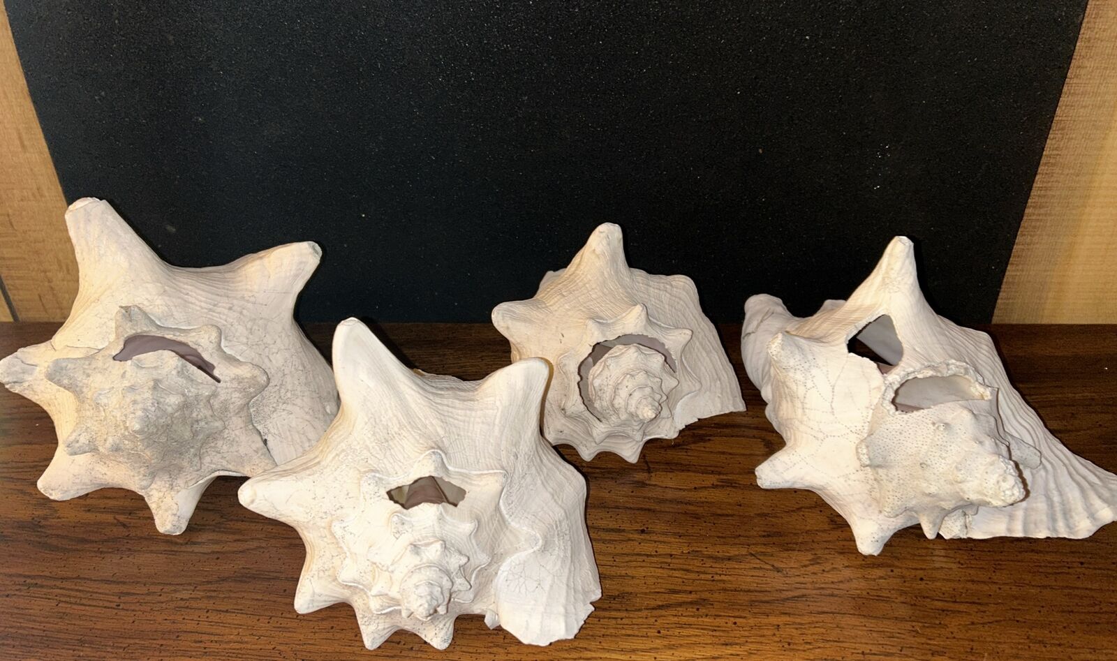 Large Horned Conch Shells 70+ Years Old Volume Pricing Buyers Pick Ocean Decor