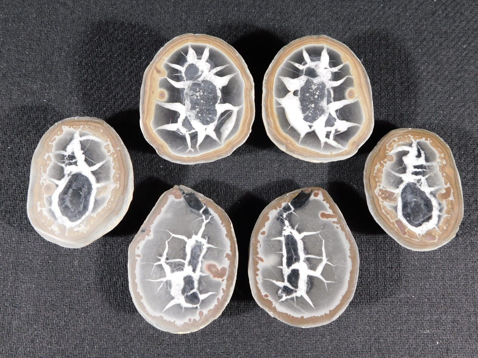 Lot of THREE Split Cut and Polished SEPTARIAN Nodules Morocco 250gr